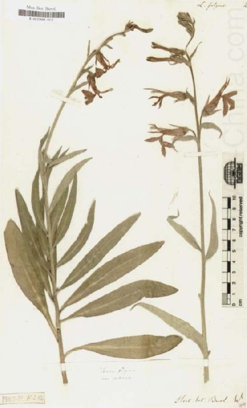 Alexander von Humboldt Lobelia Fulgens china oil painting image